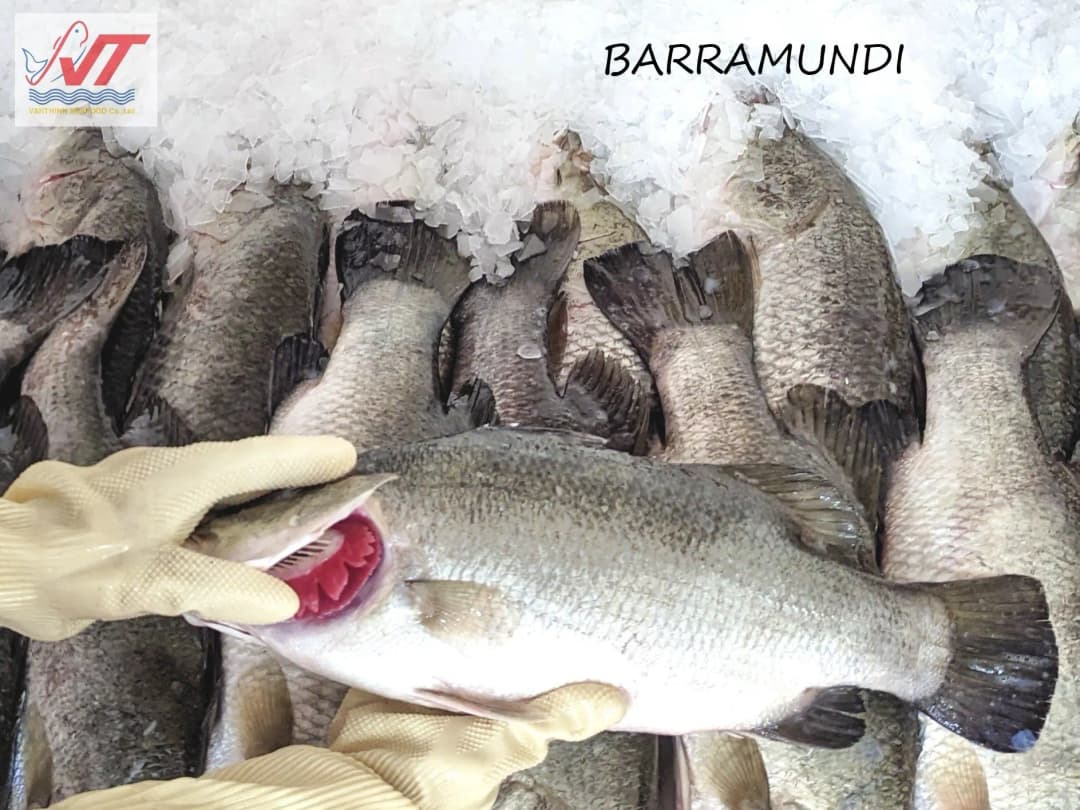 Barramundi