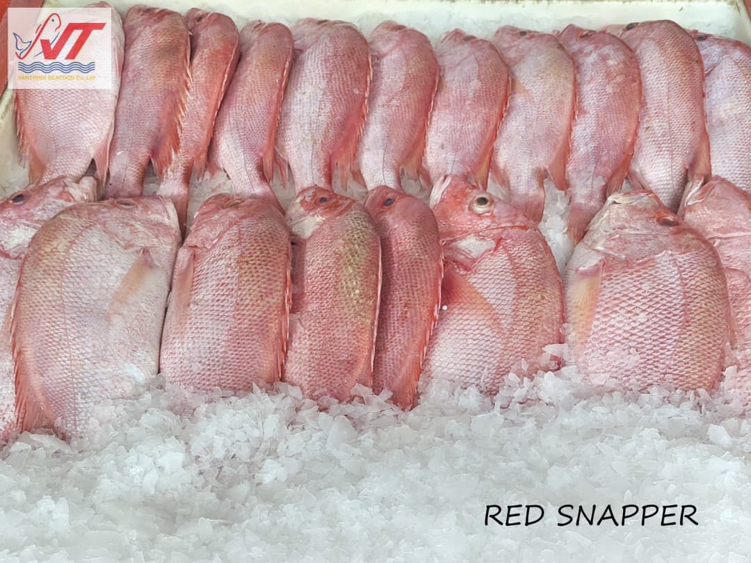 Red Snapper