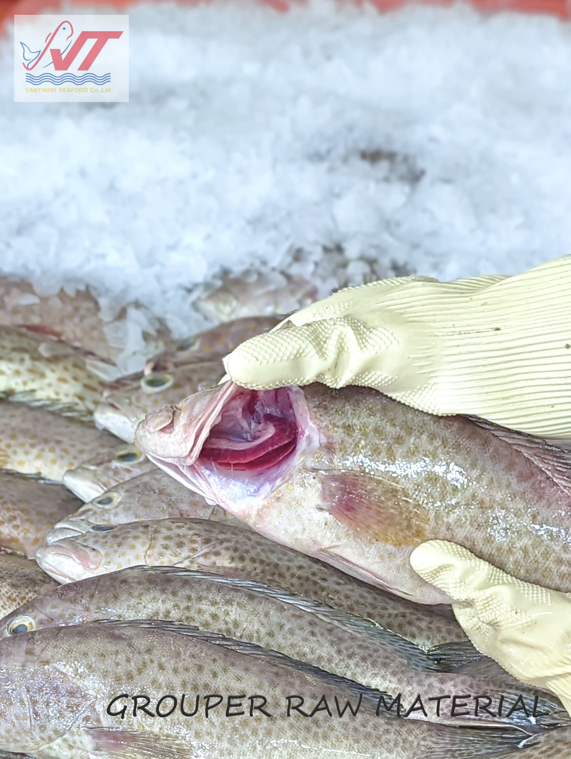 Whole frozen grouper