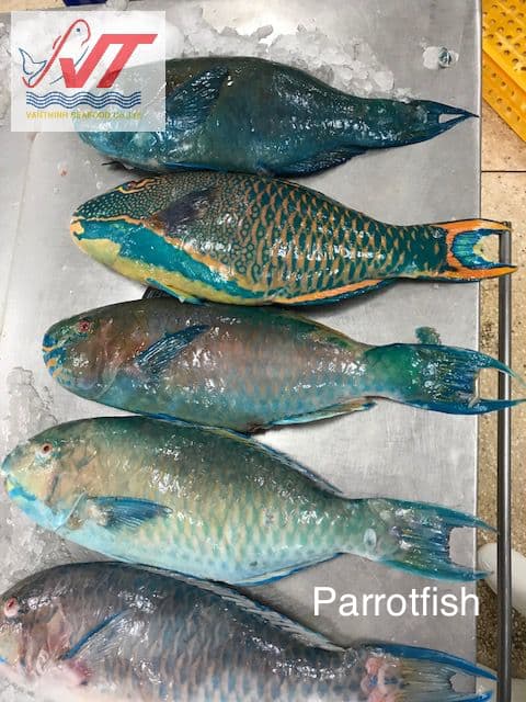 Parrot Fish